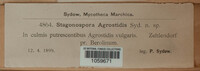 Stagonospora agrostidis image